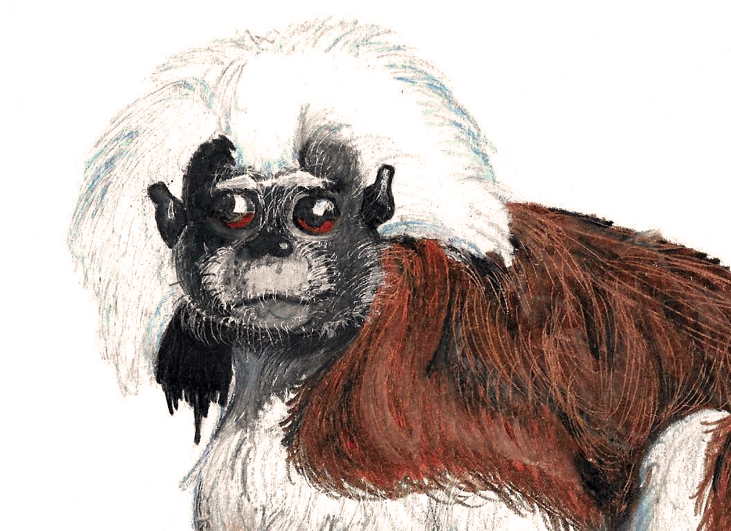 A Cotton-Top Tamarin drawing