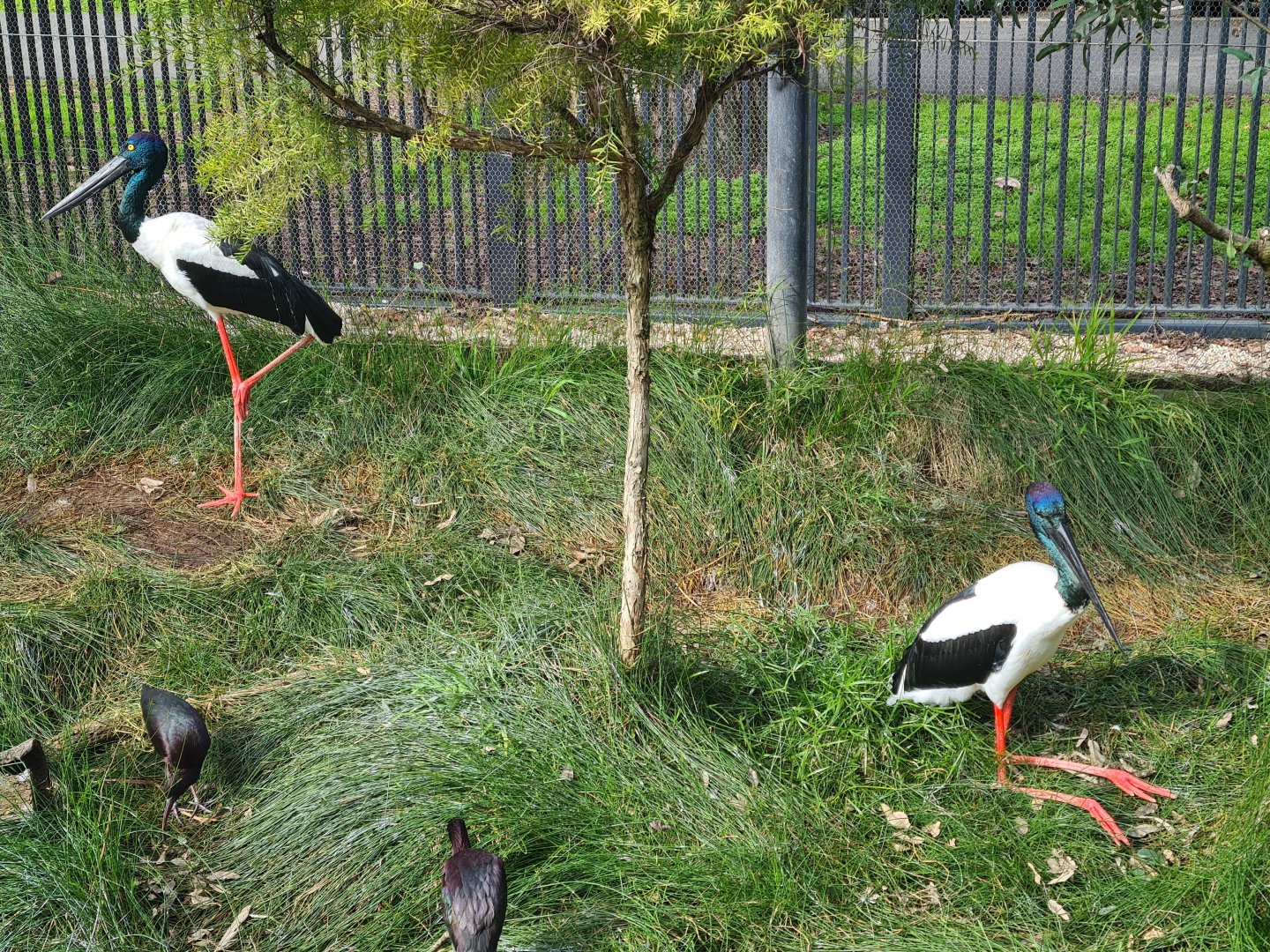 A couple of Black-necked stork in the Wetland's Aviary
