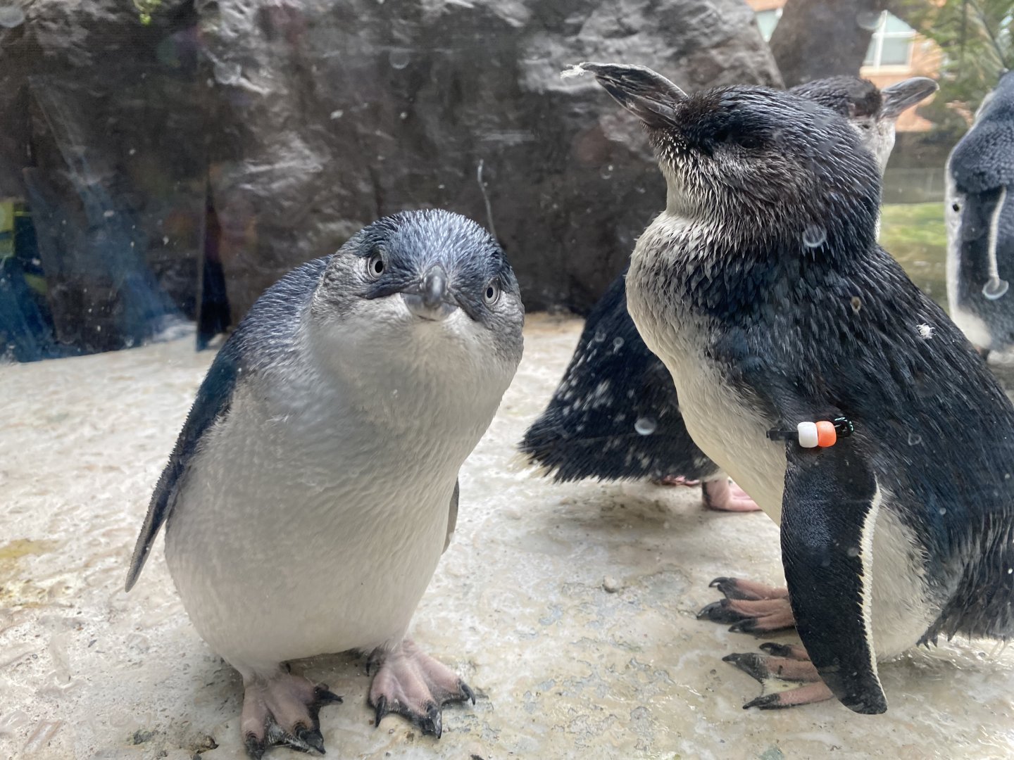 A curious Little Blue (April 19, 2025)