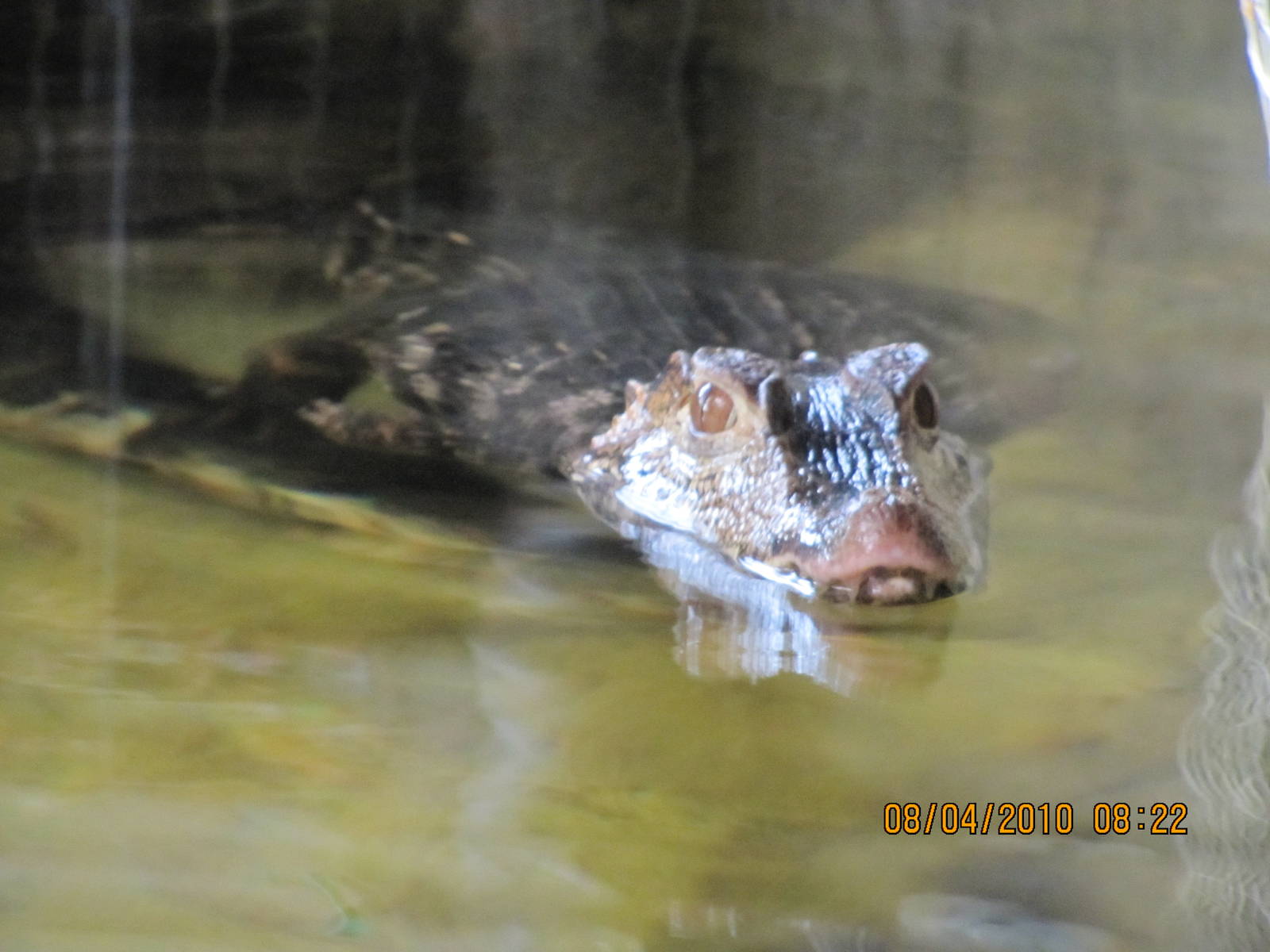 a cuviers dwarf caiman