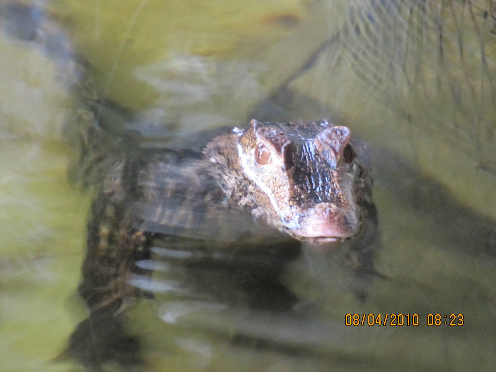 a cuviers dwarf caiman