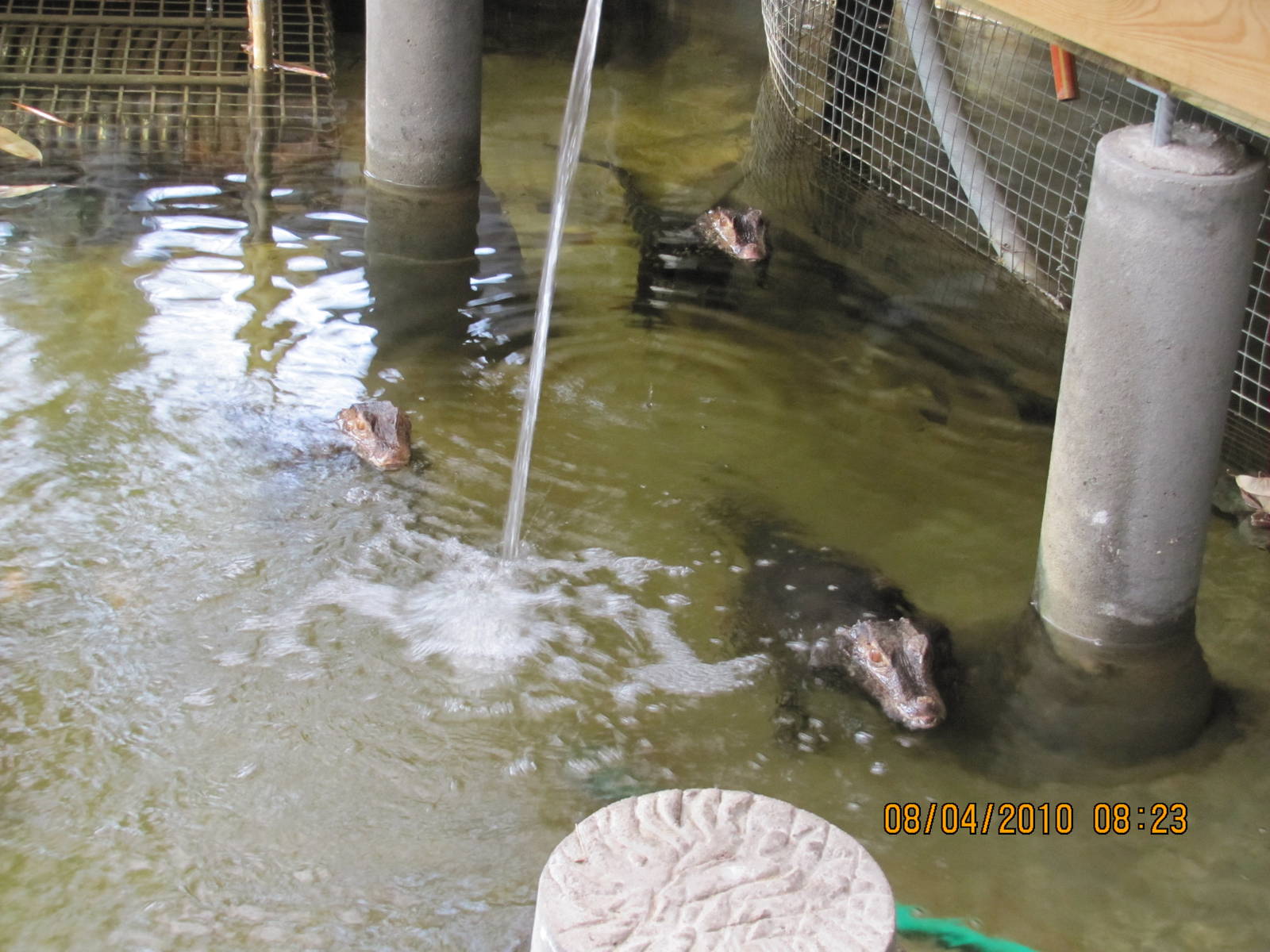 a cuviers dwarf caiman