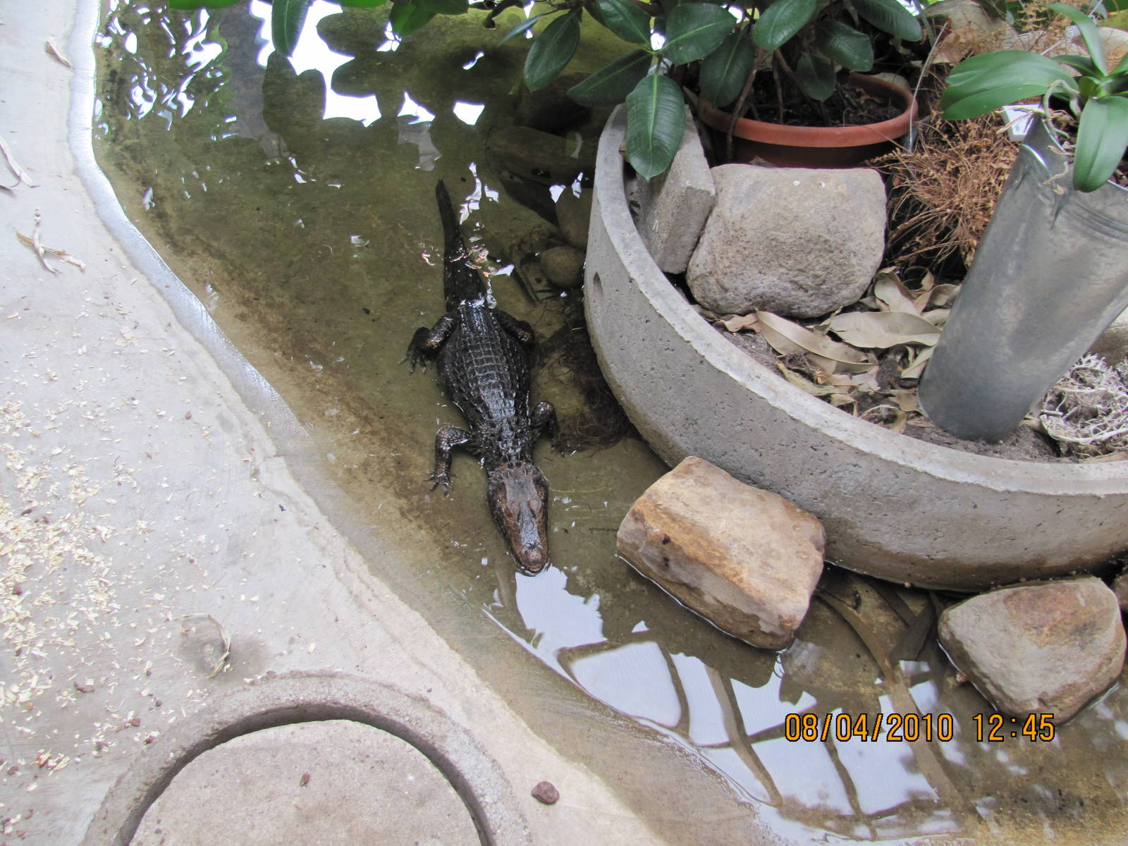 a cuviers dwarf caiman