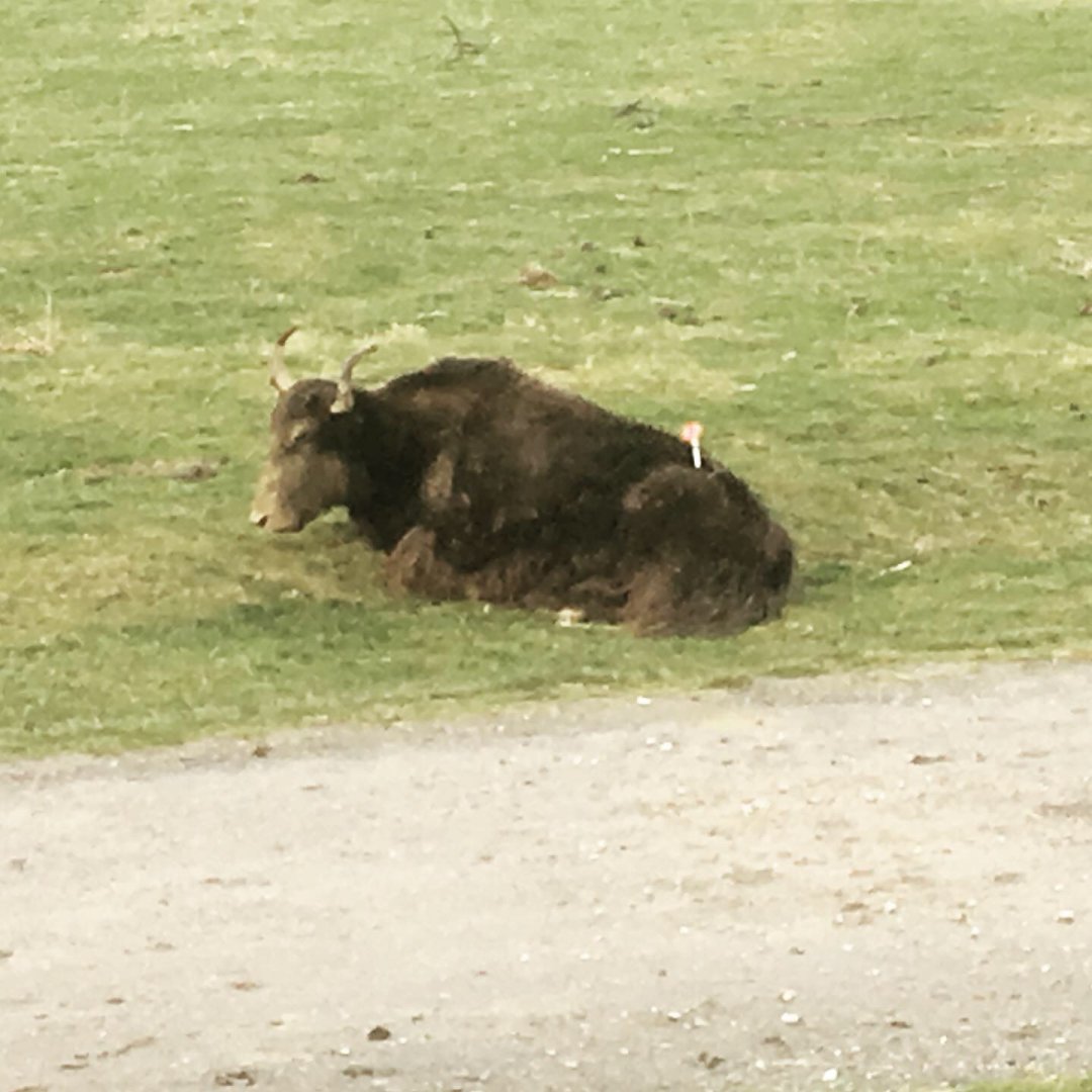 A darted yak