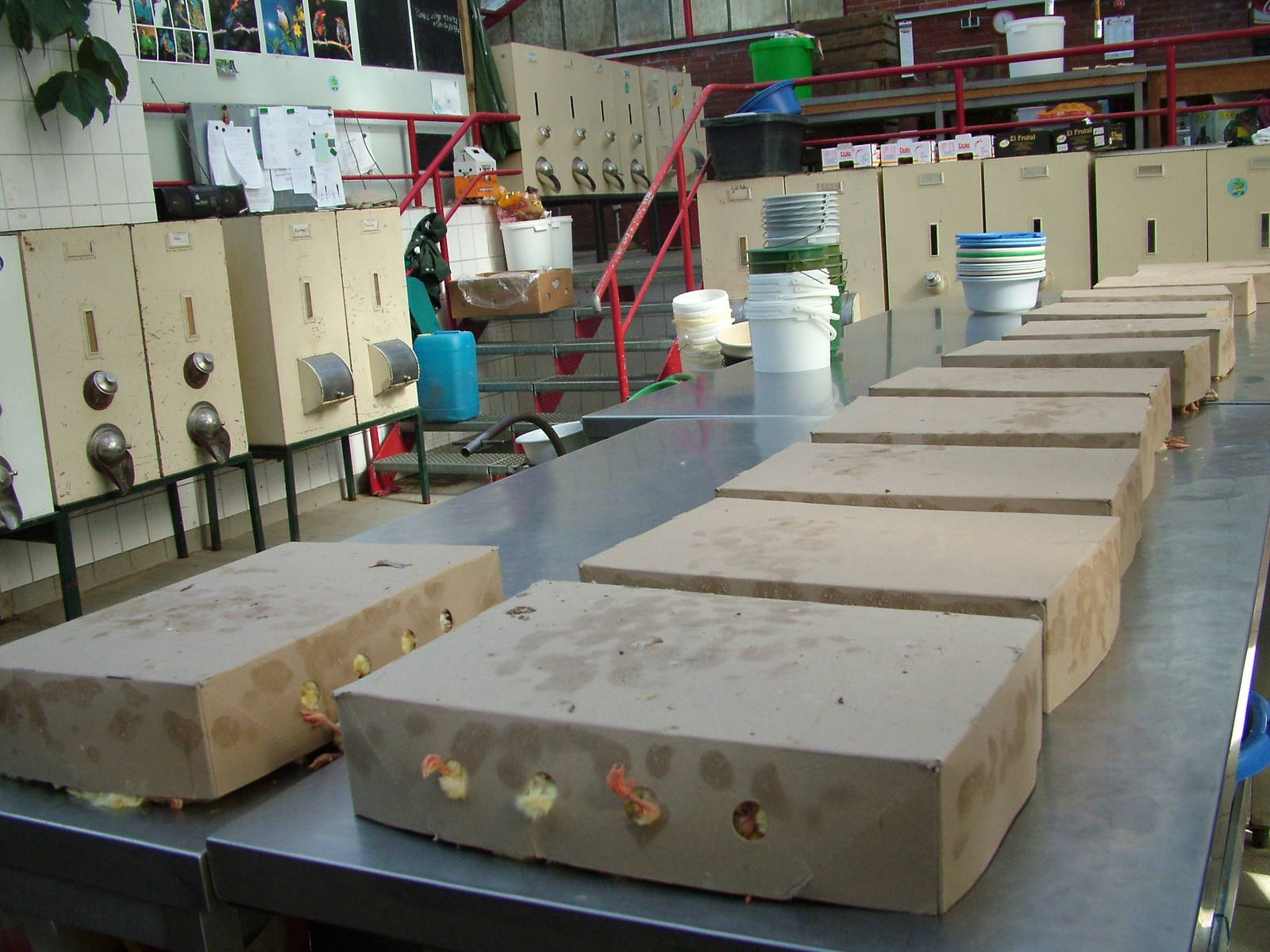 A days supply of day-old chicks at Walsrode 2007