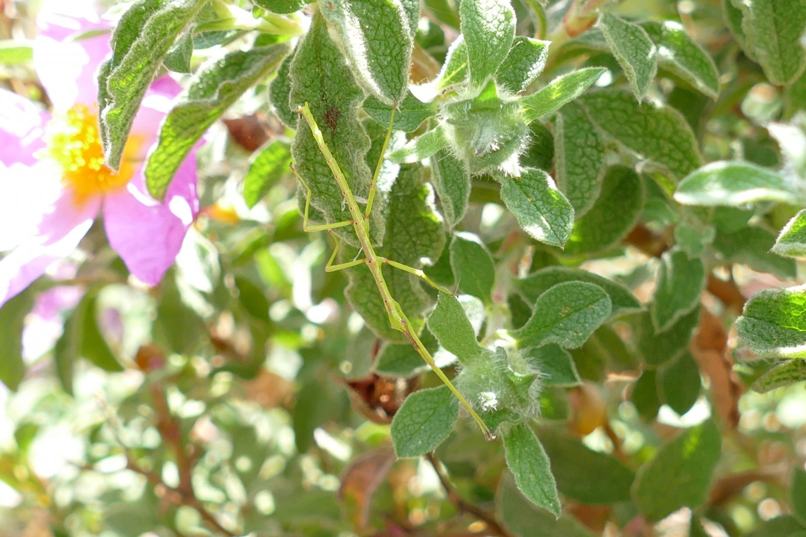 A Devonshire Stick Insect, May 2018