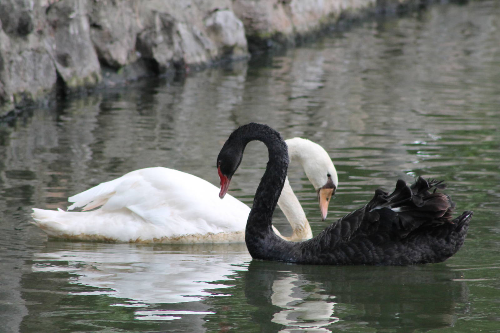 a dichotomy of swans