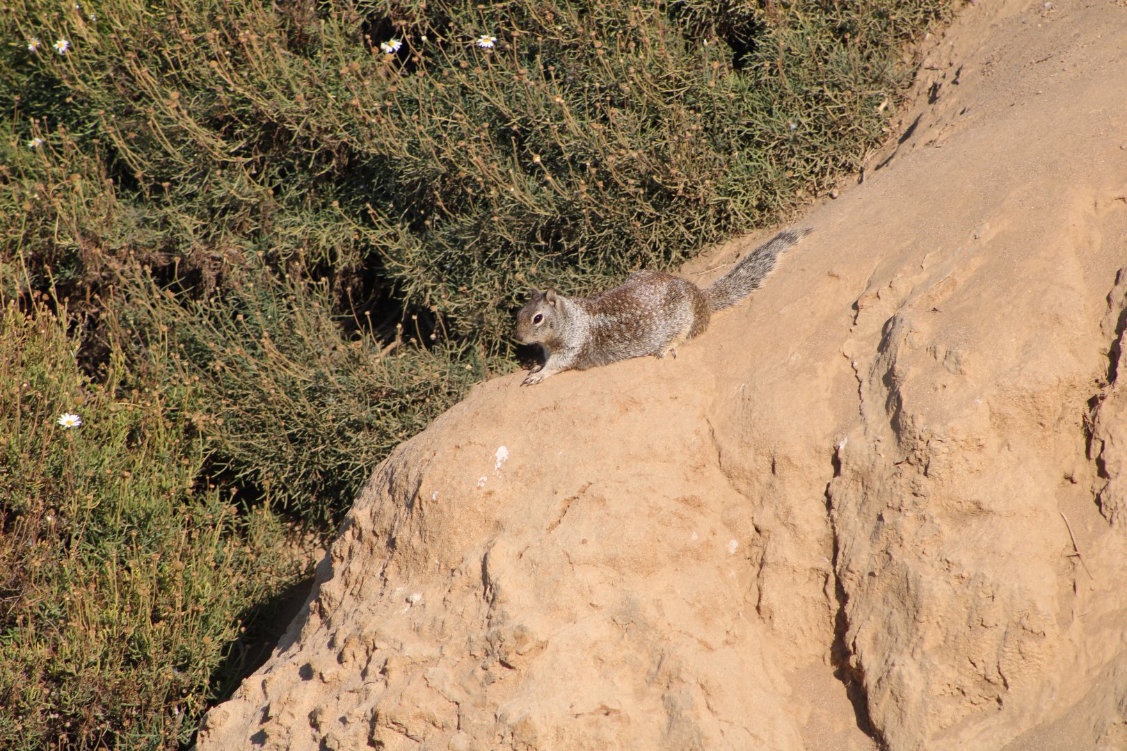 A Distant California Ground Squirrel (O. beecheyi