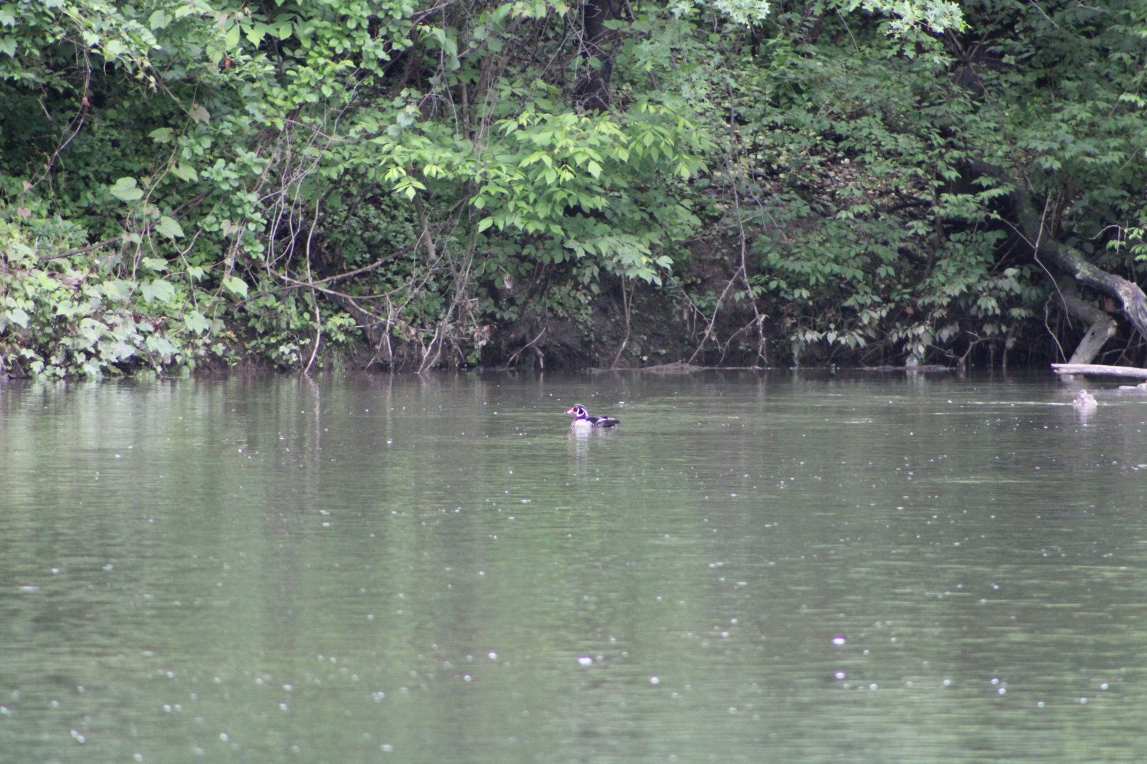 A Distant Wood Duck (Aix sponsa)