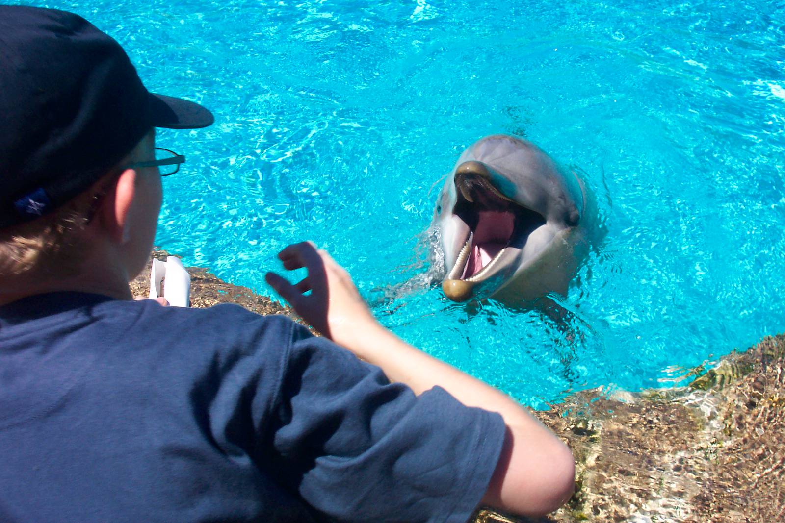 A dolphin and me