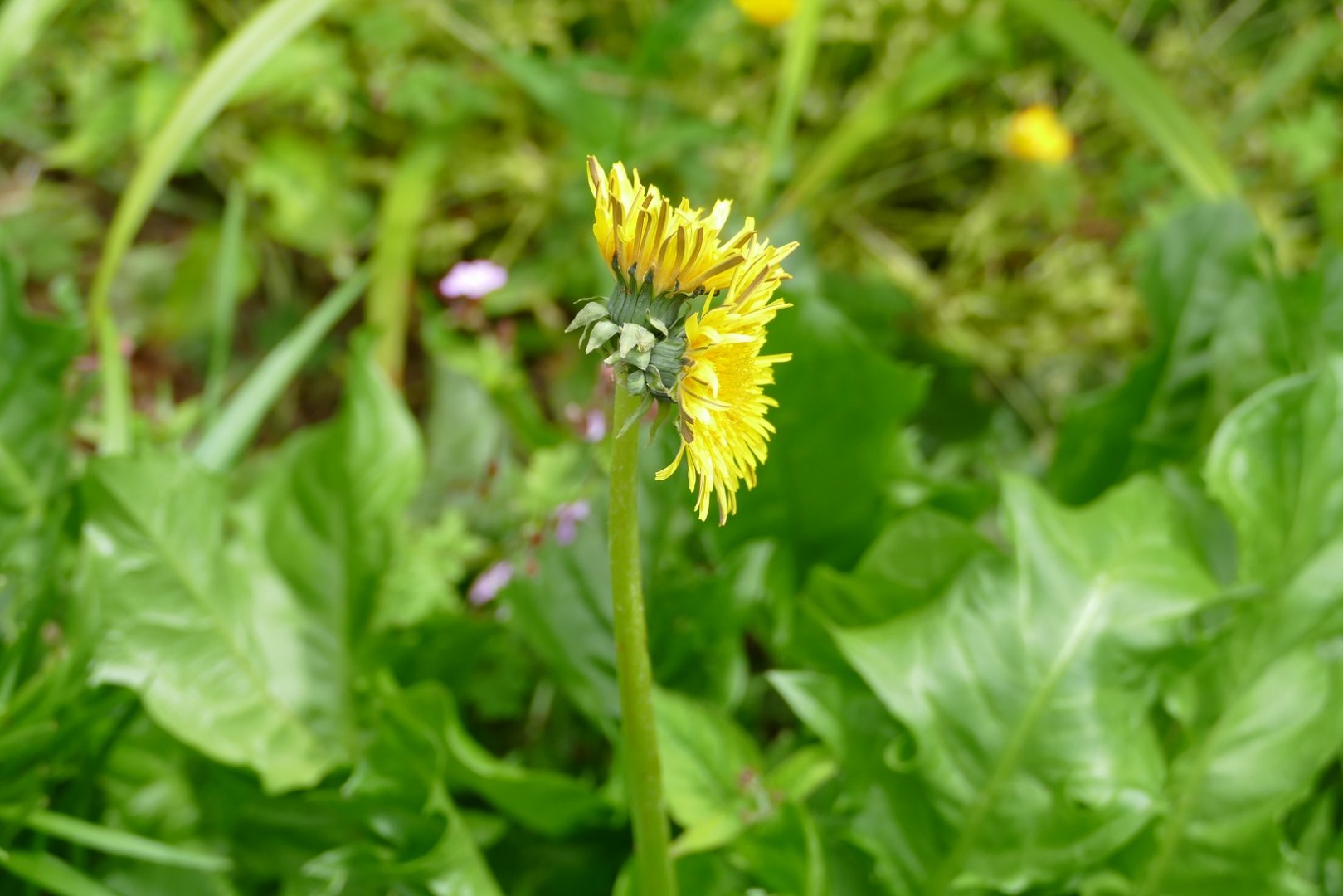 A double-headed dandelion, June 2019