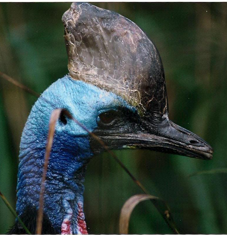 A DOUBLE WATTLED CASSOWARY