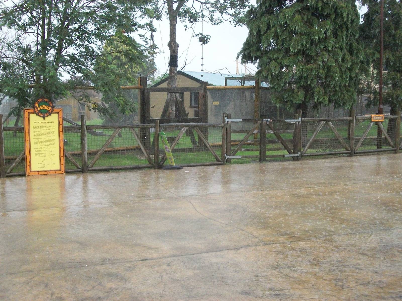 A downpour after the end of the 1 p.m. Bird Show, 7th July 2014