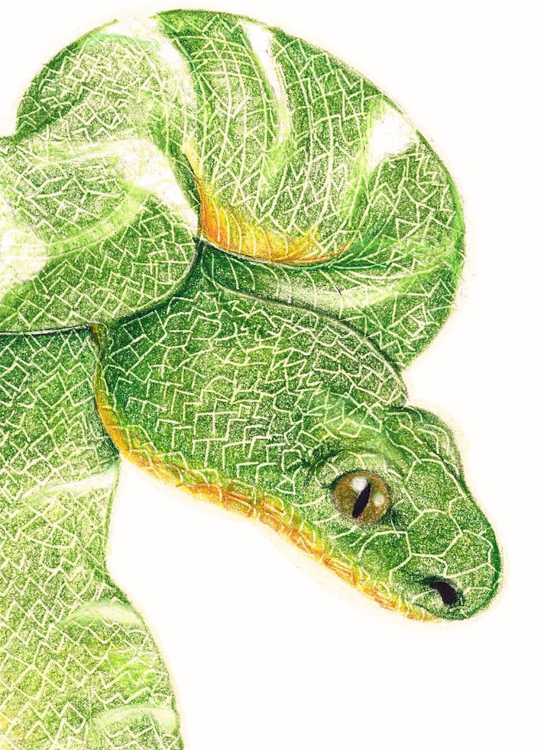 A drawing of emerald tree boa
