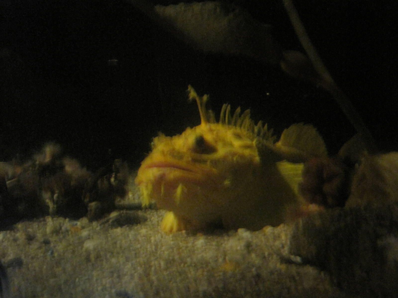 A Face Only A Mother Can Love