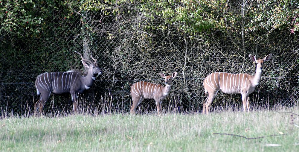 A family of Lesser Kudu - Marwell Zoological Park 2022