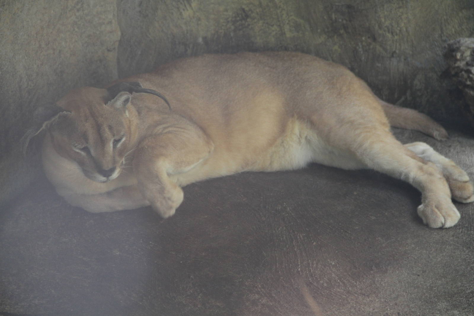 A fat Caracal (Caracal caracal)