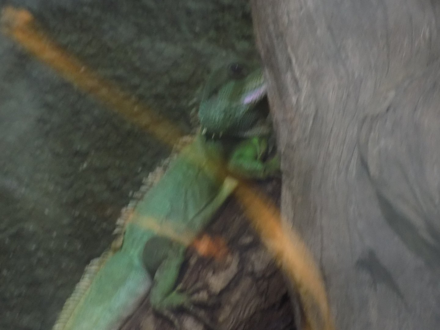 A Fellow Chinese Water Dragon