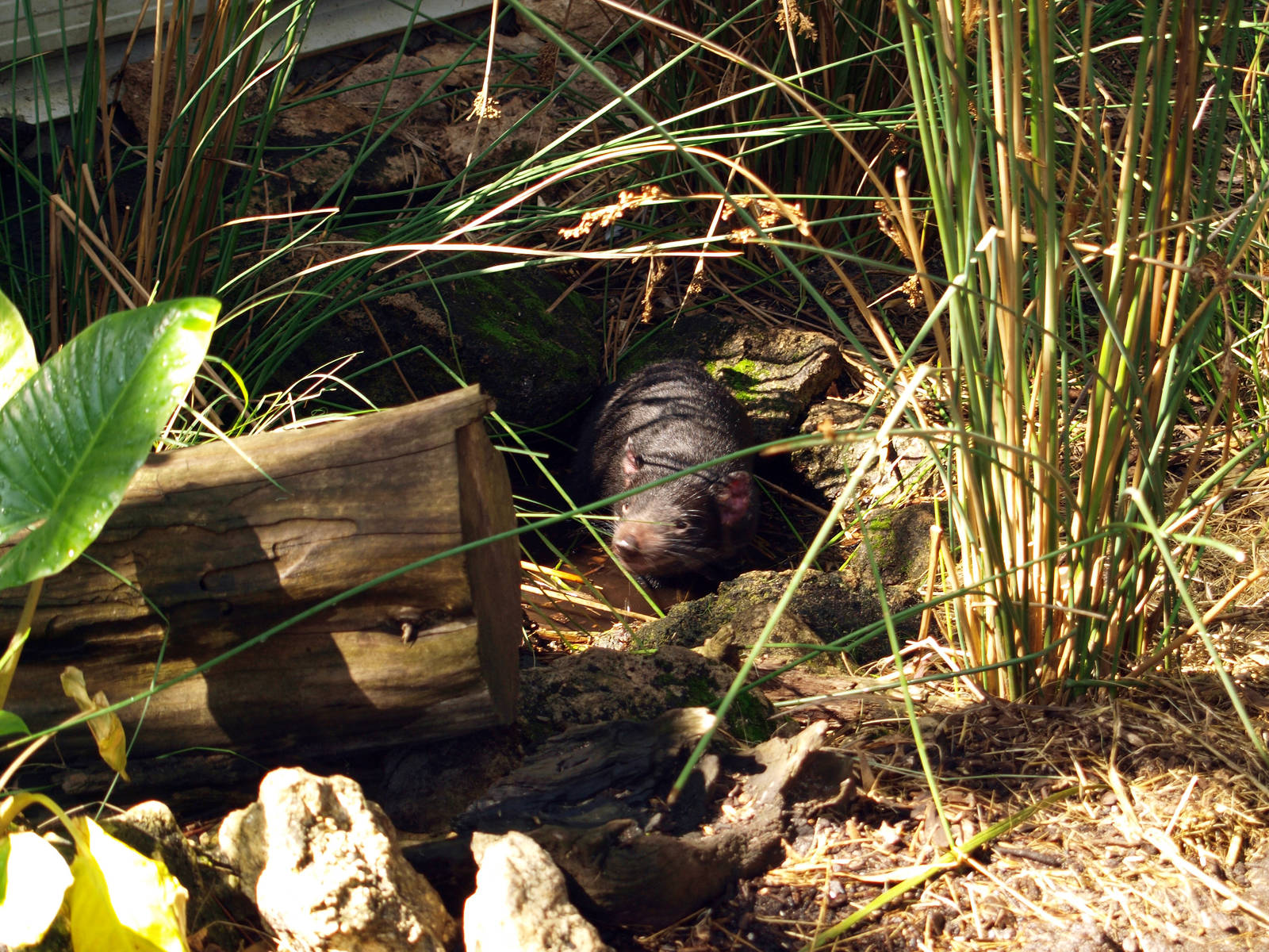 A female devil wallowing