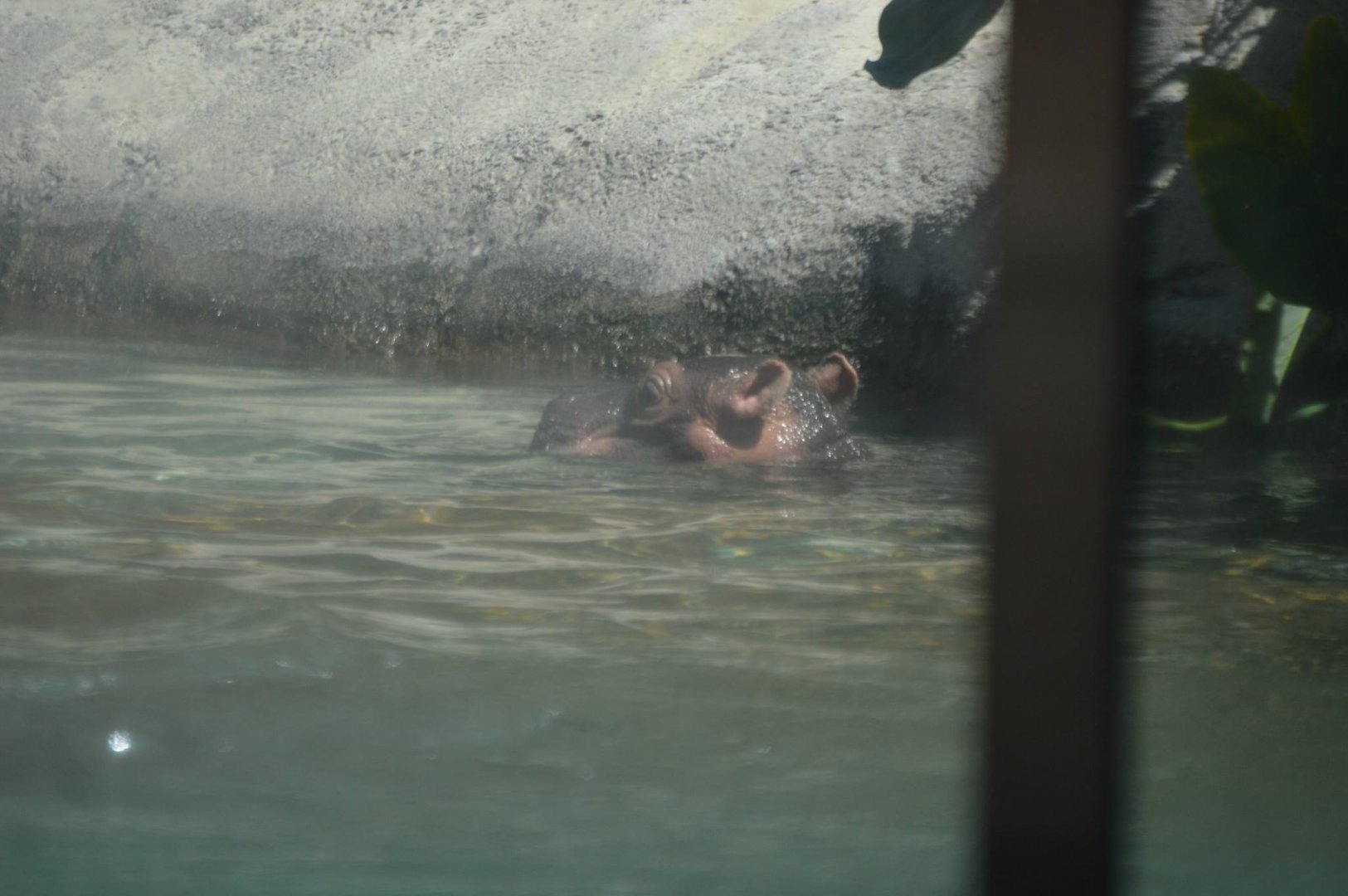 A few hour old Hippopotamus amphibius