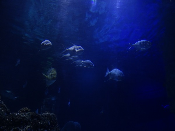 A few inhabitants of the tunnel aquarium