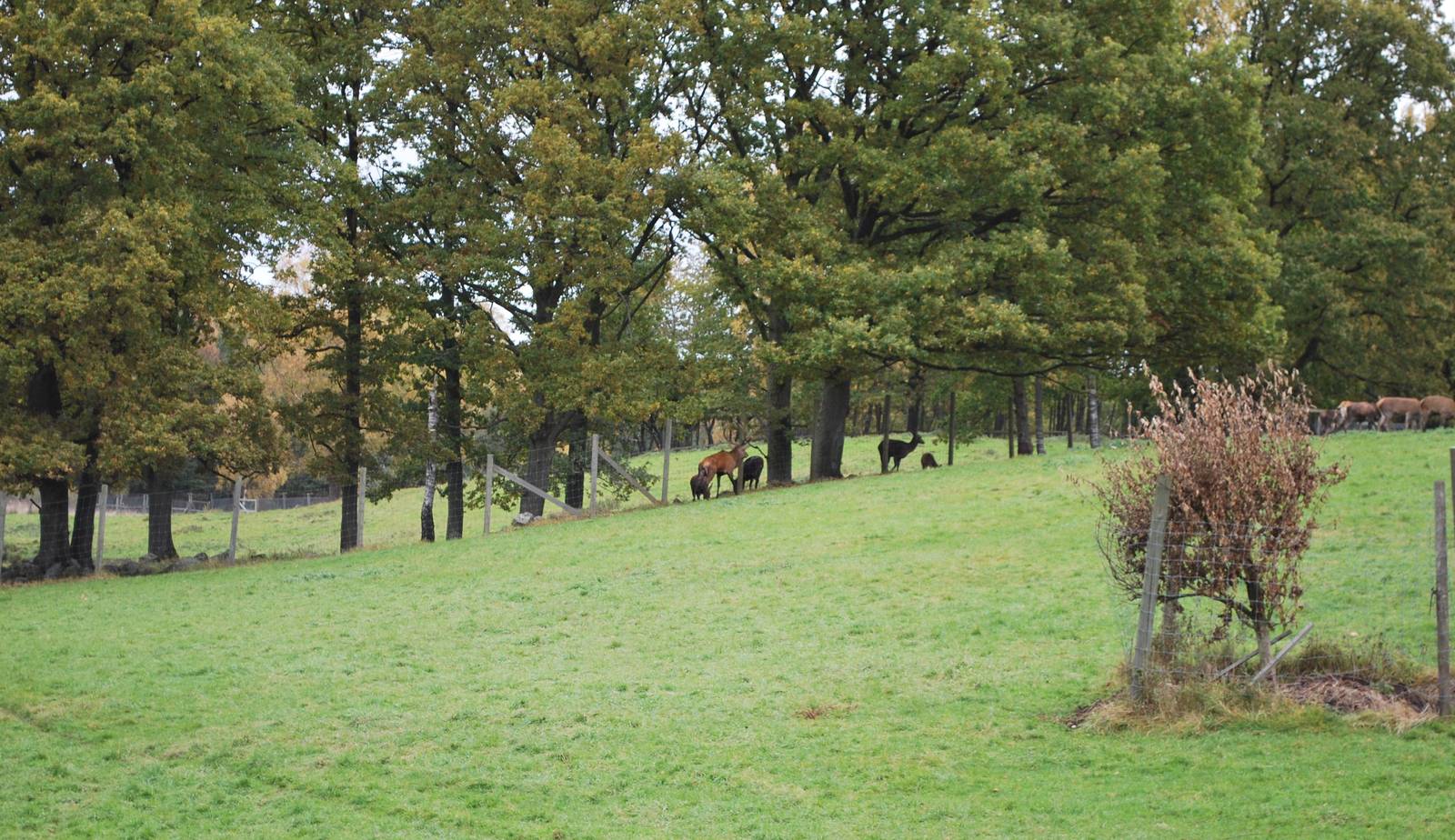 A few more autumn pictures from Skanes Animal Park