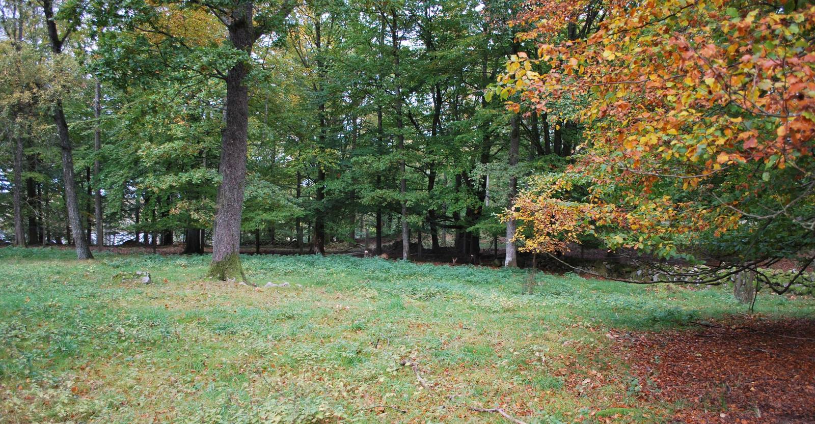 A few more autumn pictures from Skanes Animal Park