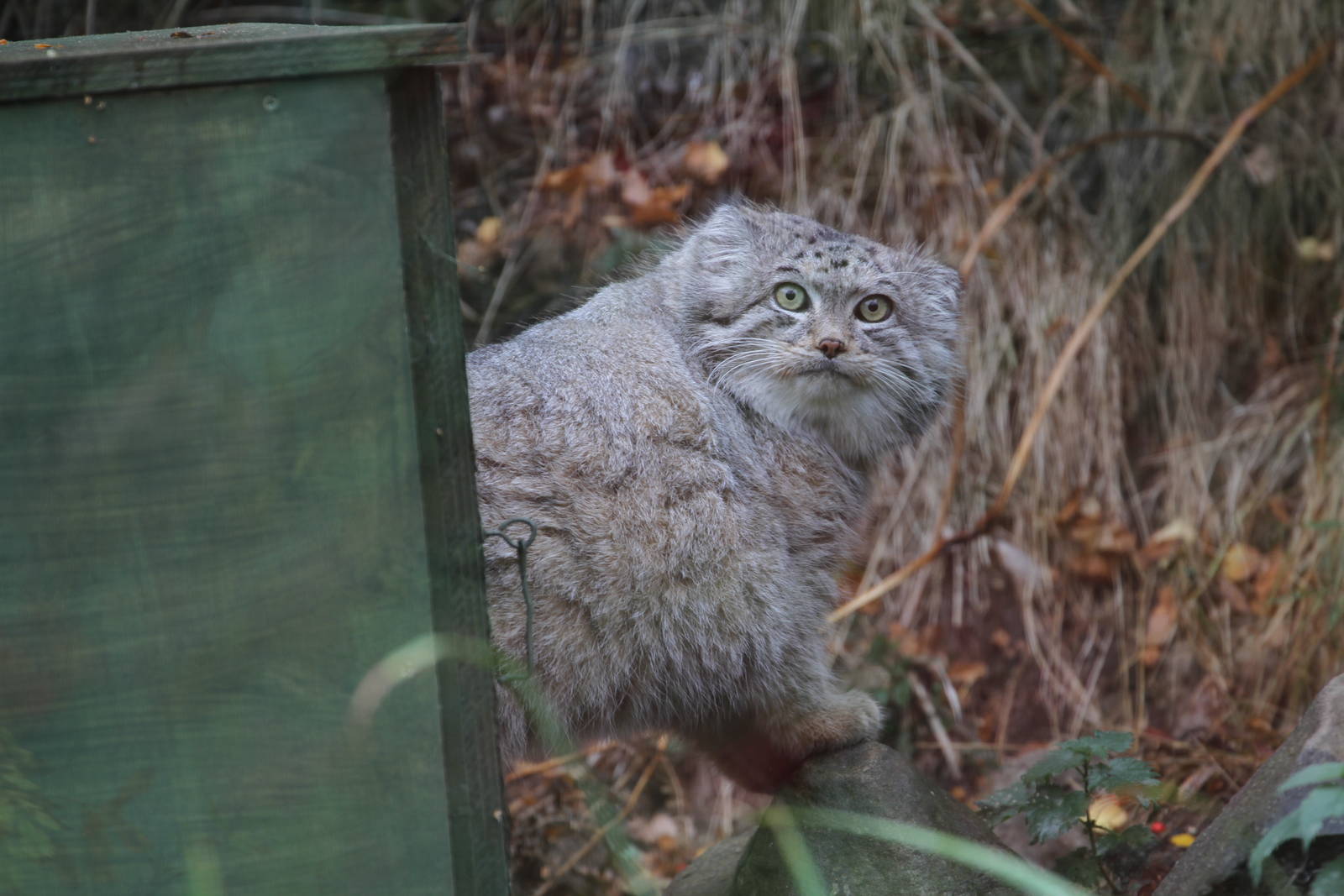 A Few Pallas Cat Pics