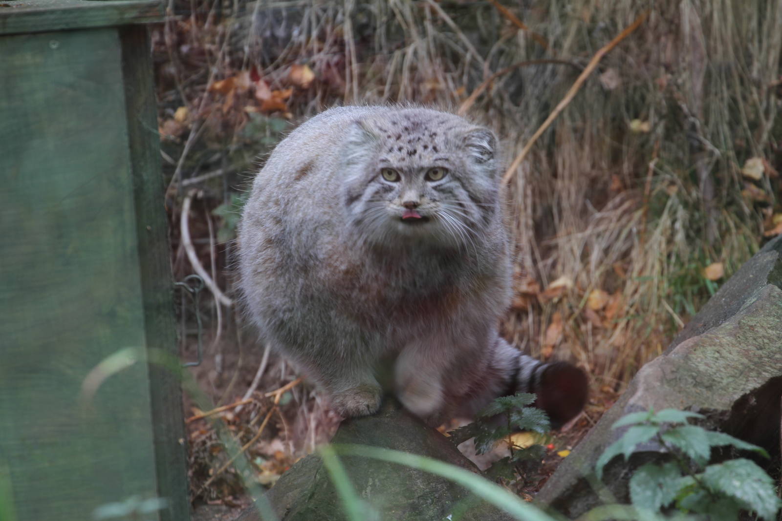 A Few Pallas Cat Pics
