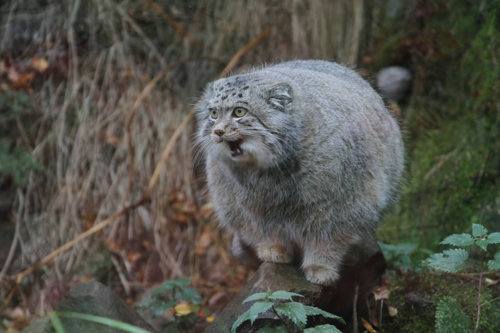 A Few Pallas Cat Pics