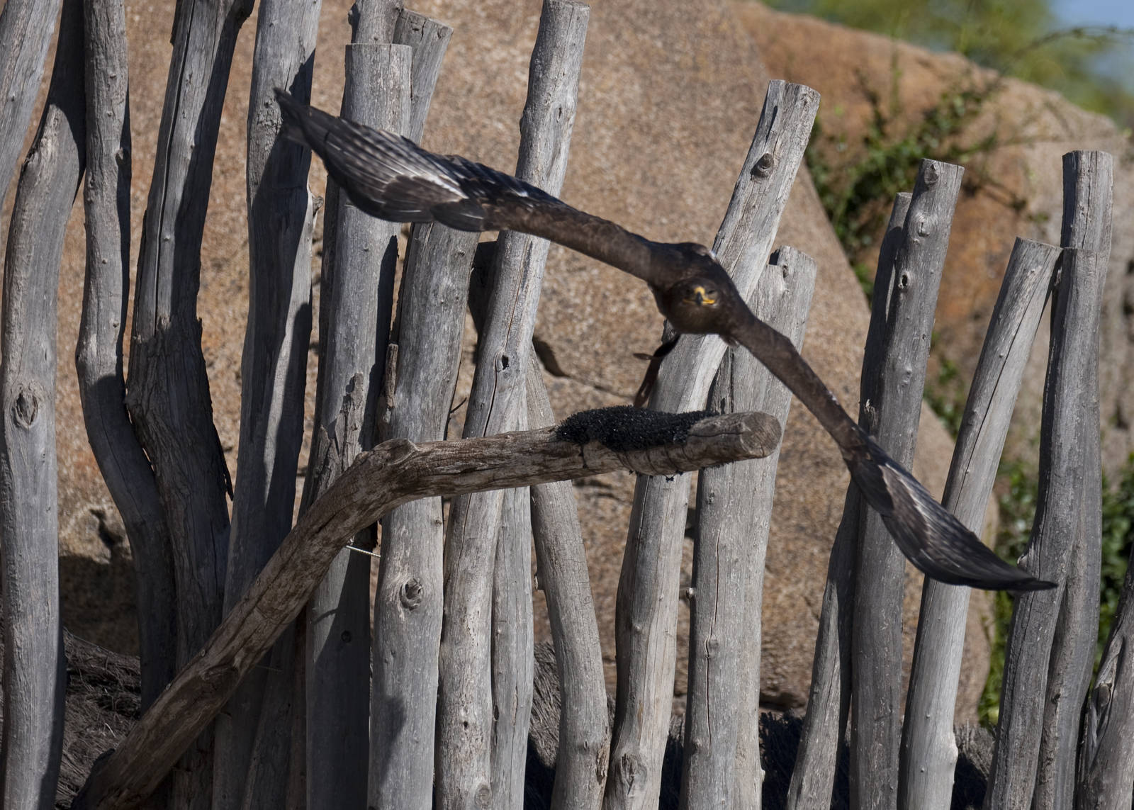 A few shots from the bird show.