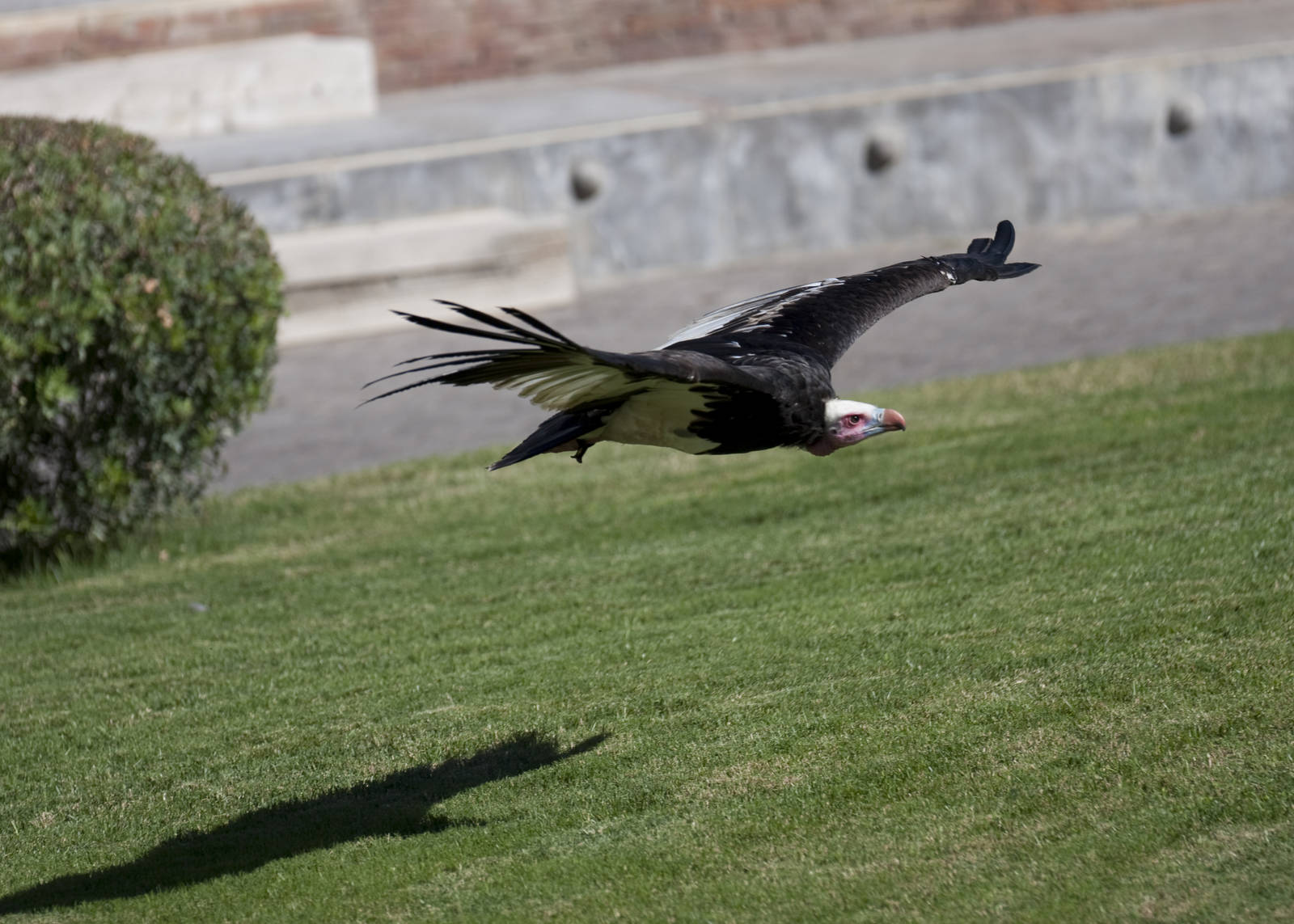 A few shots from the bird show.
