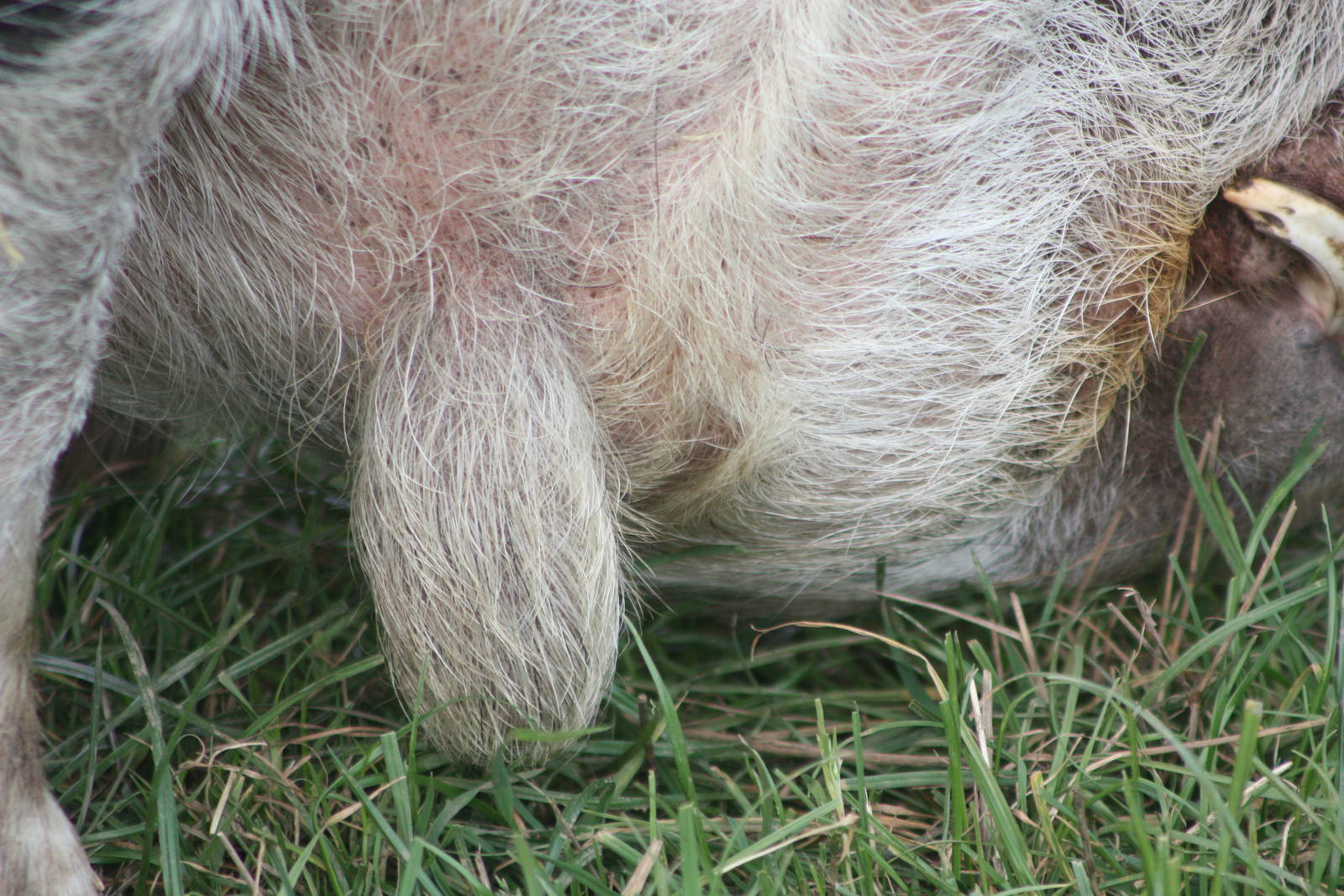 A fine piri piri, 23rd October 2014