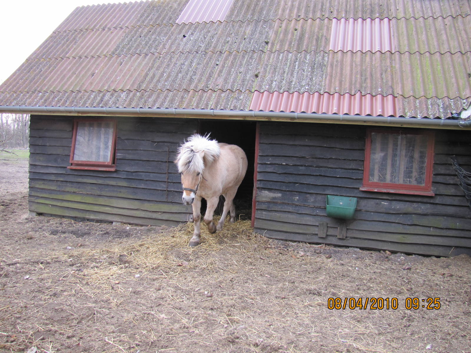 a Fjord horse