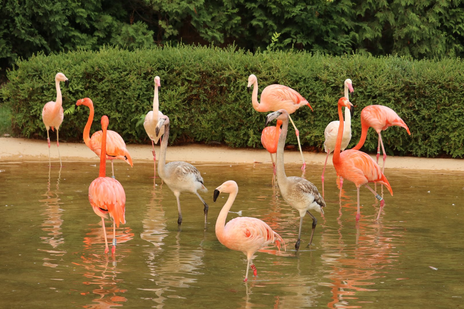 A flock of Flamingos