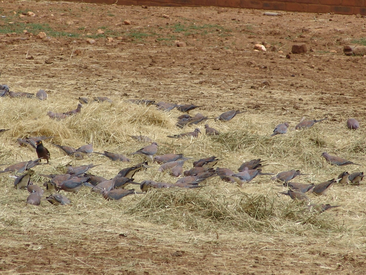 A flock of Laughing Doves (Stigmatopelia senegalensis) and a feral Common M