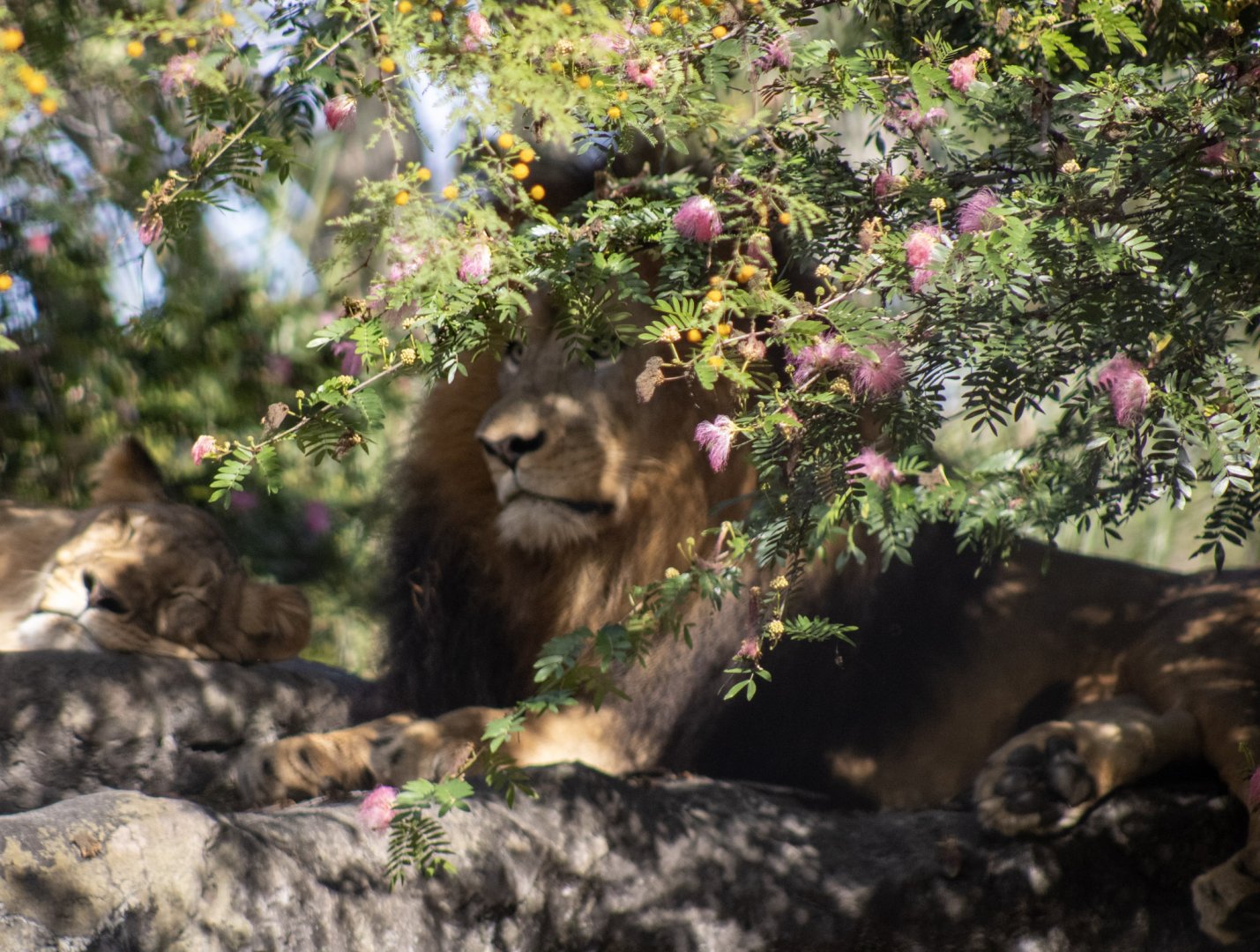 A Floral Crown for the King of Beasts
