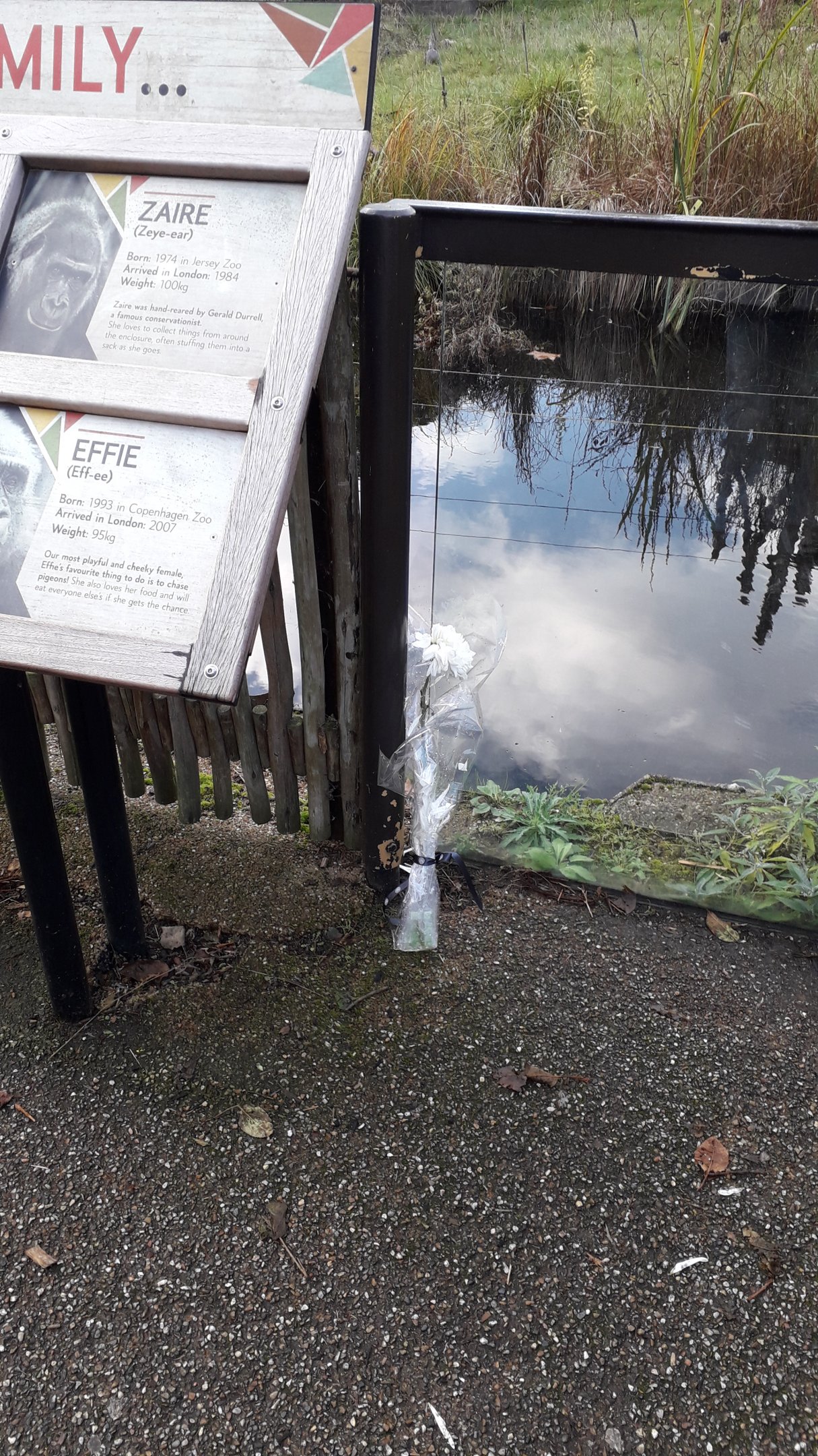 A flower for Kumbuka 10 November 2019