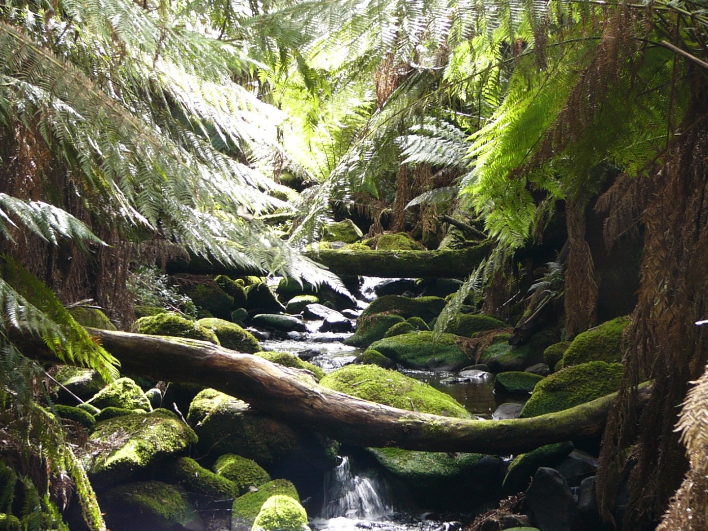 A forest creek.   Tasmania