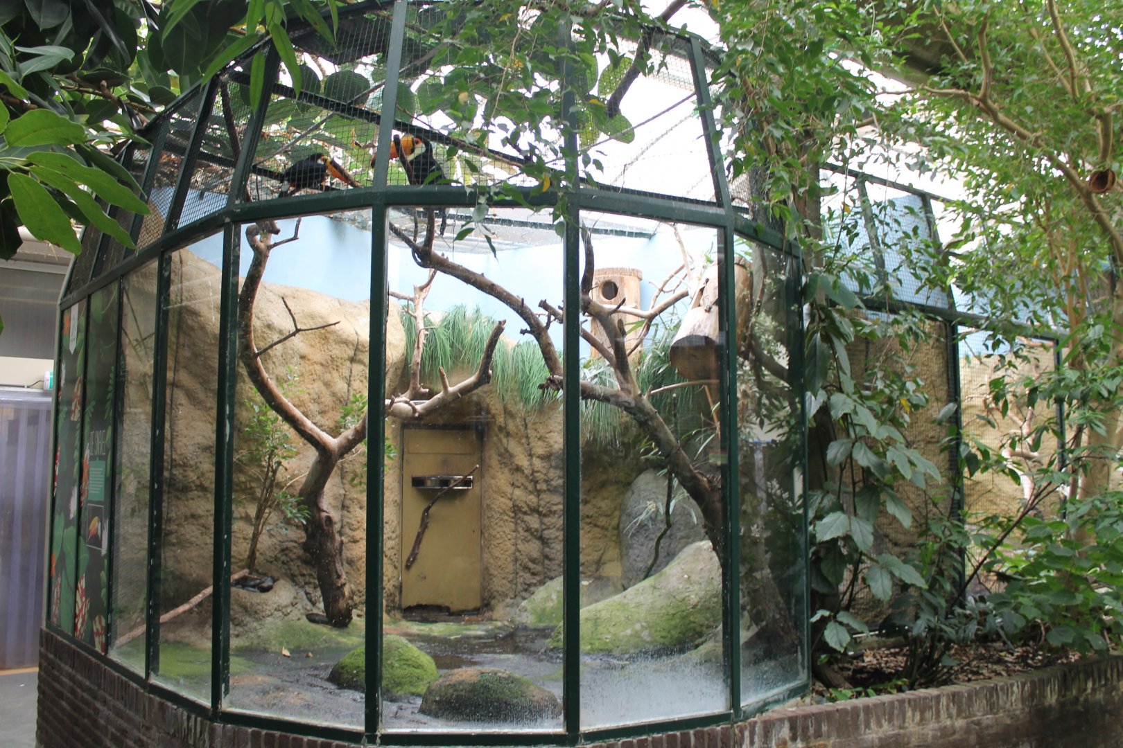 A fourth Toco toucan-aviary