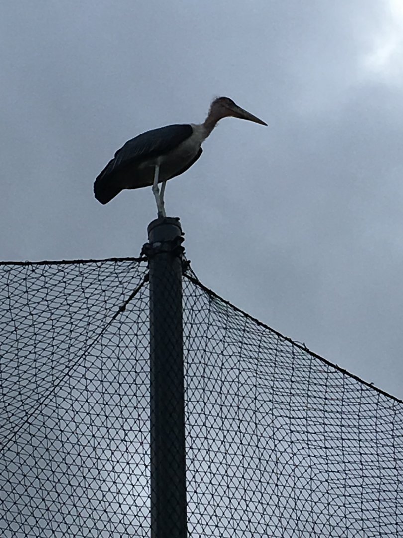 A free flying marabou stork