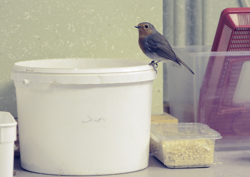 A freeloader in the Ape Kitchen