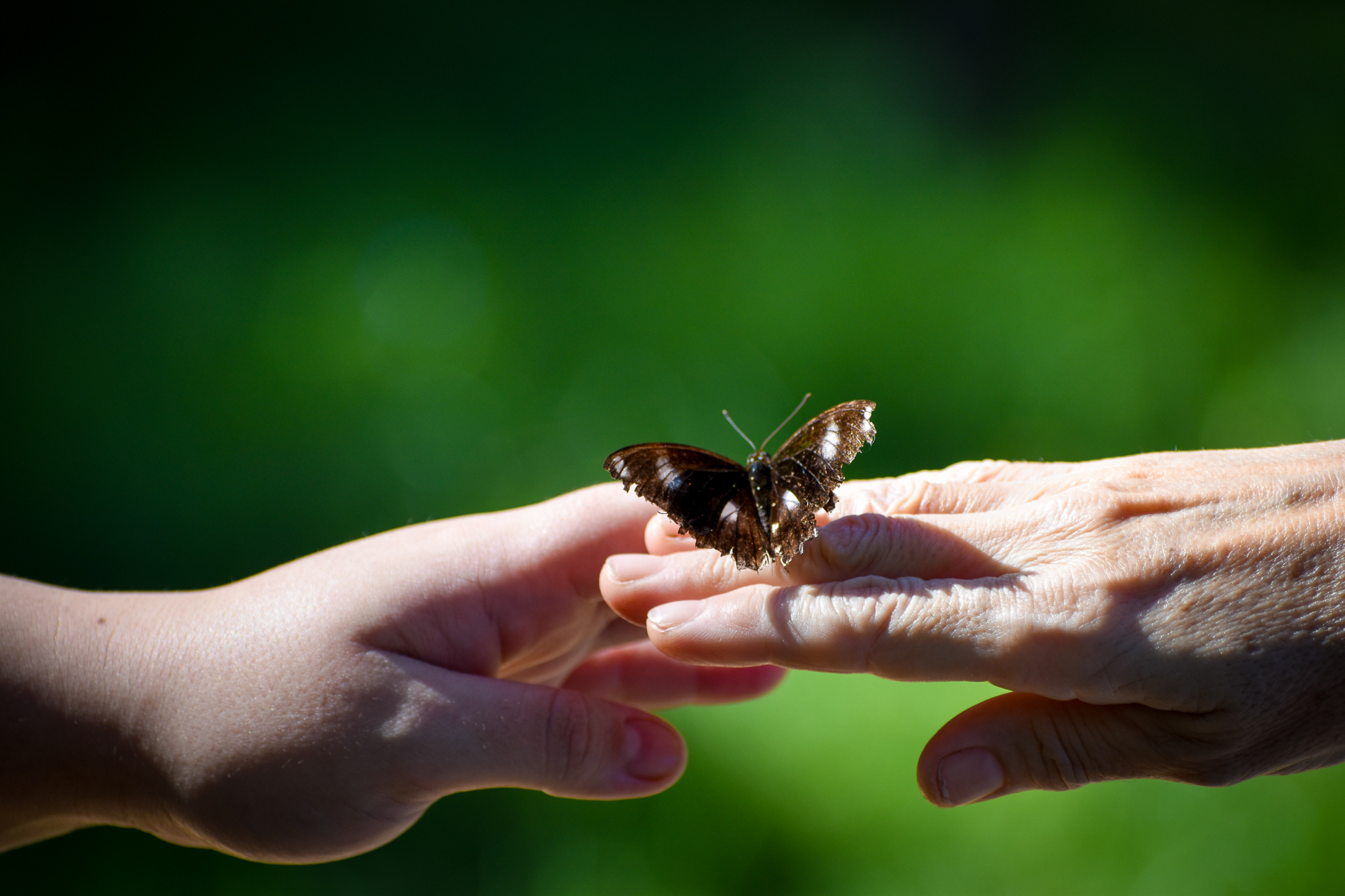 A Friendly Butterfly