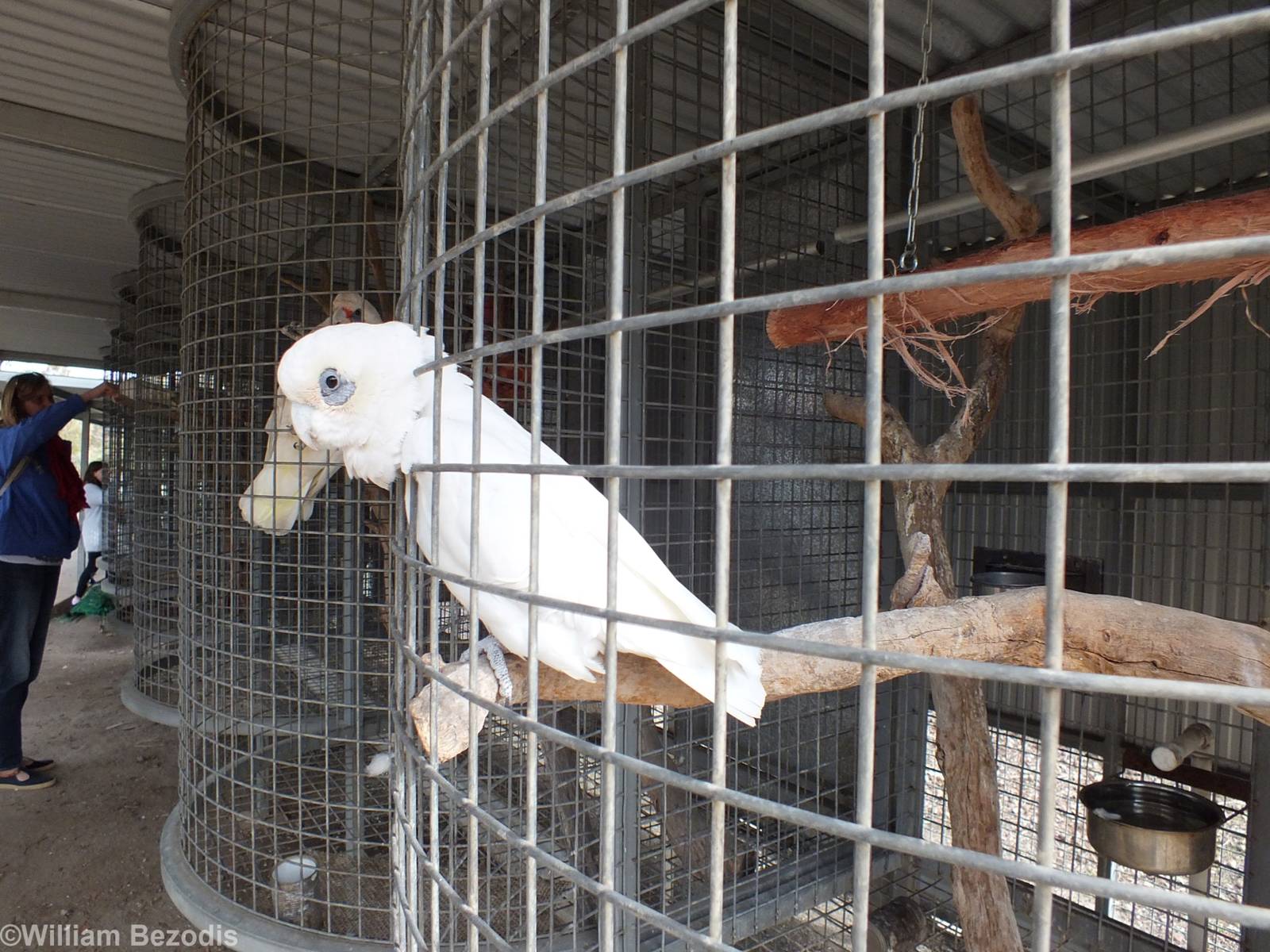A Friendly Corella (that also bit a child, drawing blood, that came to stro