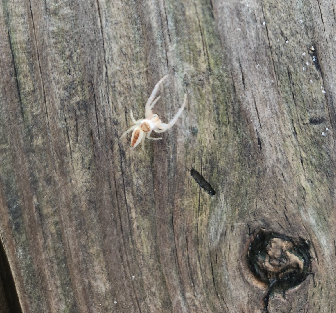 A friendly Jumping Spider (probably Hentzia sp)