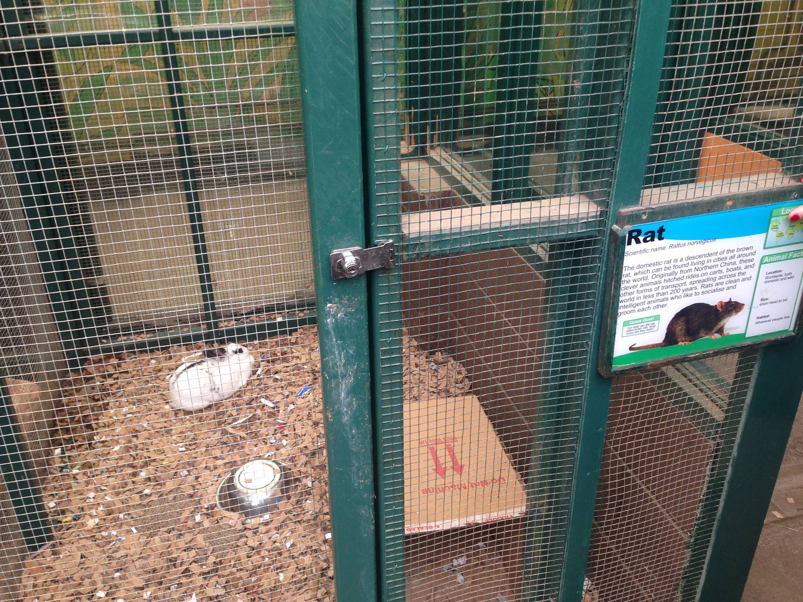 A funny-looking rat at Ponderosa Rural Thereapeutic Centre