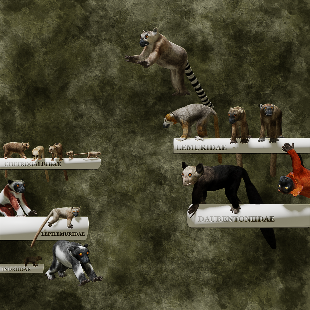 A Gallery of Lemurs