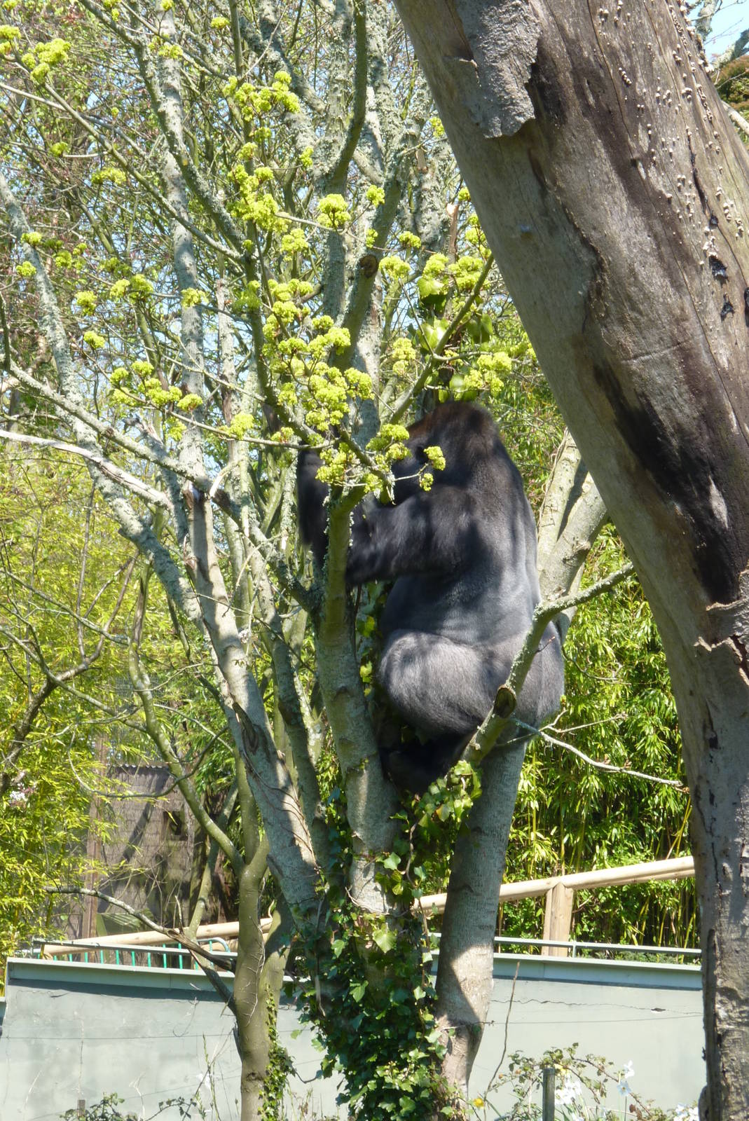 A Gatherer at work #1, April 2013