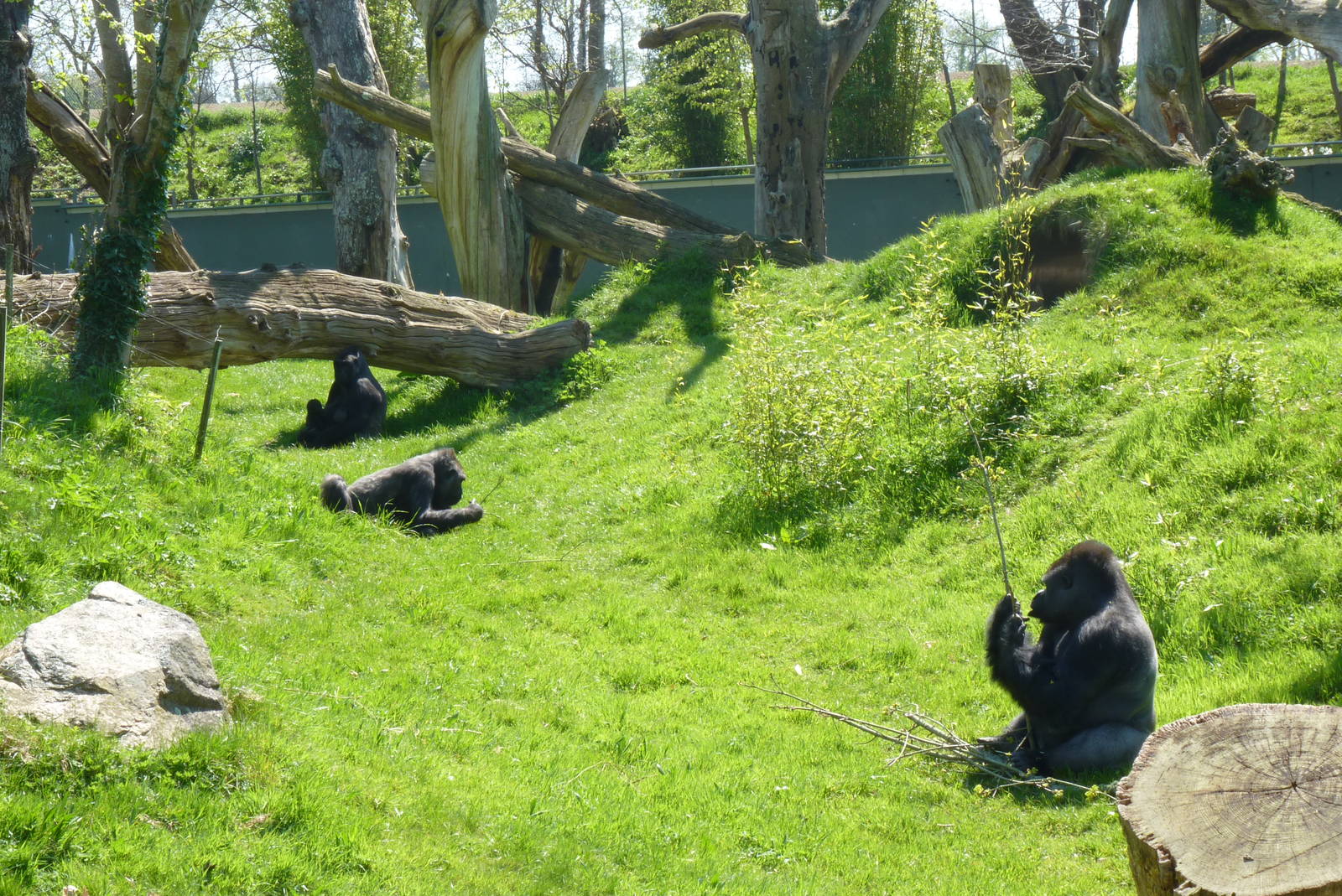 A Gatherer sharing his spoils #2, April 2013