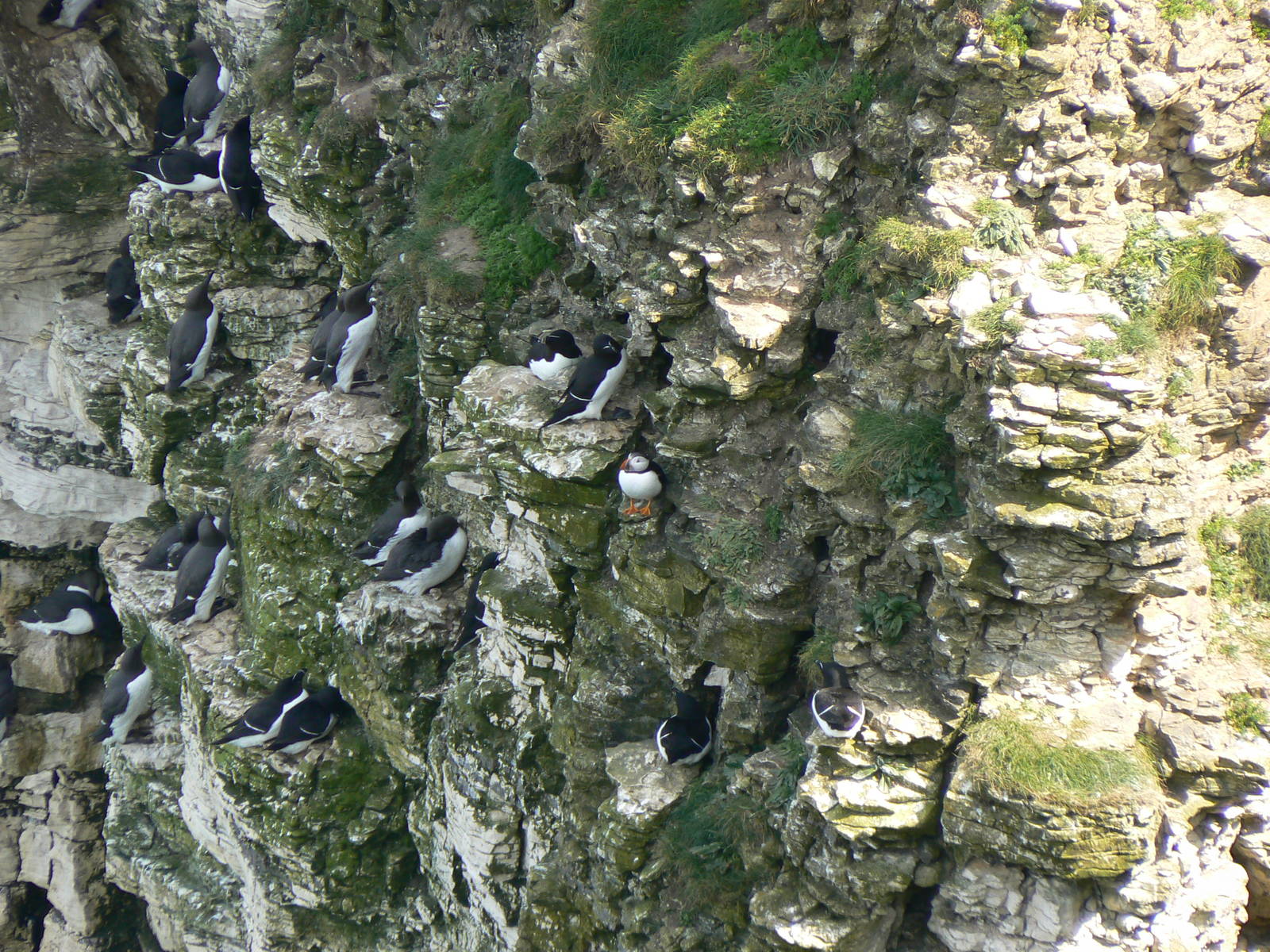A Gathering of Auks - 5 May 2016, RSPB Bempton Cliffs